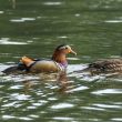 Couple de Canards mandarins